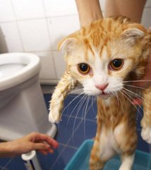 教你給貓咪洗澡的全