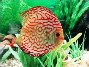 寶貝七彩神仙魚 養水