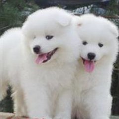 注意:威脅狗狗生命的