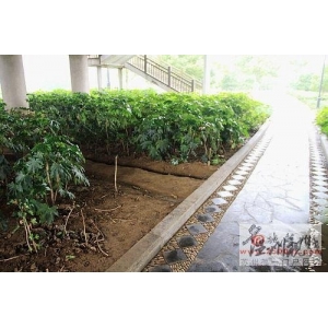 蘇州男子蝸居井下 門板寫滿哀嘆語句