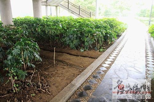 組圖：蘇州男子蝸居井下 門板寫滿哀嘆語句