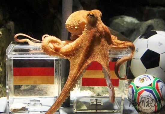 神準(zhǔn)章魚哥被網(wǎng)友PS惡搞半決賽中國贏德國?(圖)