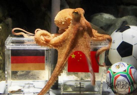 神準(zhǔn)章魚哥被網(wǎng)友PS惡搞半決賽中國贏德國?(圖)