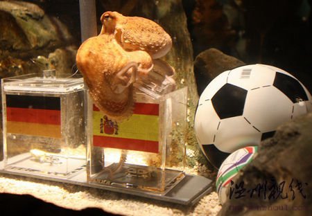 保羅選擇了西班牙為冠軍