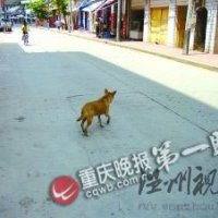 主人去世3年 小狗每天如一的守候空宅