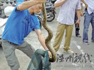 2.4米大蟒蛇盤(pán)踞龍港鬧市 專(zhuān)業(yè)人士介紹是＂緬甸蟒＂