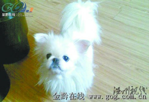 小狗被棄11天后自己返回(圖)