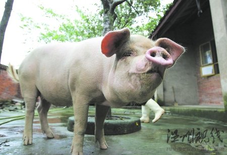 博物館將為豬堅強辦新生兩周年慶典(圖)