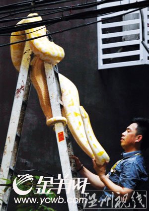 海珠區(qū)居民樓驚現(xiàn)三米長黃金巨蟒 街坊嚇破膽(組圖)