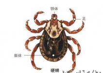 河南信陽多人被蜱蟲咬致死 目前無法預(yù)防