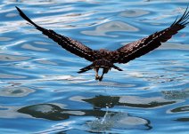 鳶鷹凌波-鷹捕魚的動作是失傳已久的“凌波微步”？