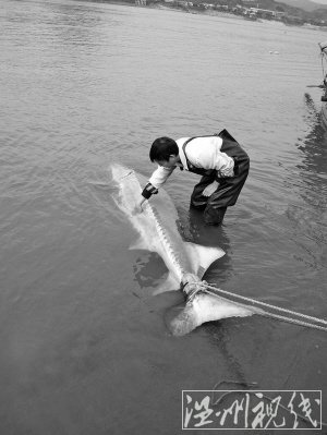甌江首現&ldquo;國寶&rdquo;中華鱘