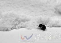 惠氏奶粉里面有小蟲:永嘉縣橋下鎮(zhèn)市民買了一罐惠氏