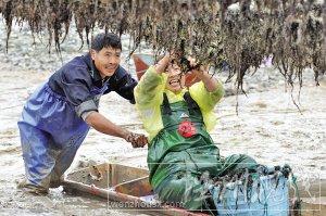 洞頭紫菜節 文化旅游節開幕 采摘紫菜