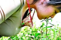 河南信陽出奇怪的新聞了－風景區招聘處女采茶