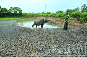 25日，武漢市黃陂區(qū)姜店村一個池塘干涸開裂。