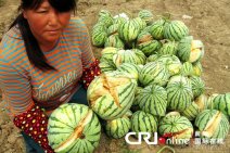江蘇西瓜未熟先裂疑技術員亂用藥導致西瓜未熟炸裂