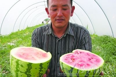 &ldquo;石頭瓜&rdquo;瓜皮足足有1.5厘米厚。