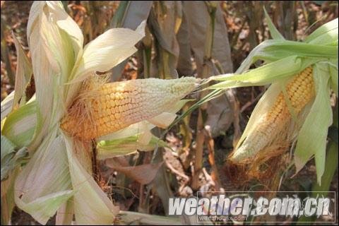 貴州800多萬人受旱災 Ⅳ級應急響應啟動