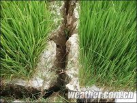 貴州干旱損失慘重 800多萬人受災(zāi)