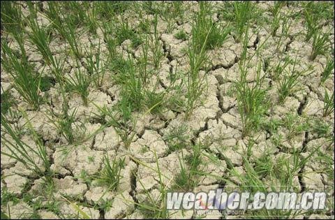 遵義高溫導致干旱持續 政府緊急提升應急響應