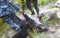 溫州龍灣新聞:龍灣區(qū)天河鎮(zhèn)鄭岙村發(fā)現(xiàn)野豬 永嘉打