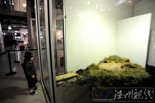 女行為藝術家玩另類：與豬裸睡