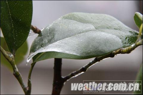 貴州現入冬范圍最大凍雨 樹葉電線結冰(組圖)