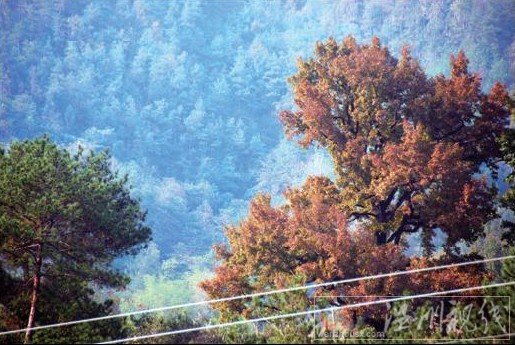 溫州文成紅楓古道的楓葉漸次轉紅