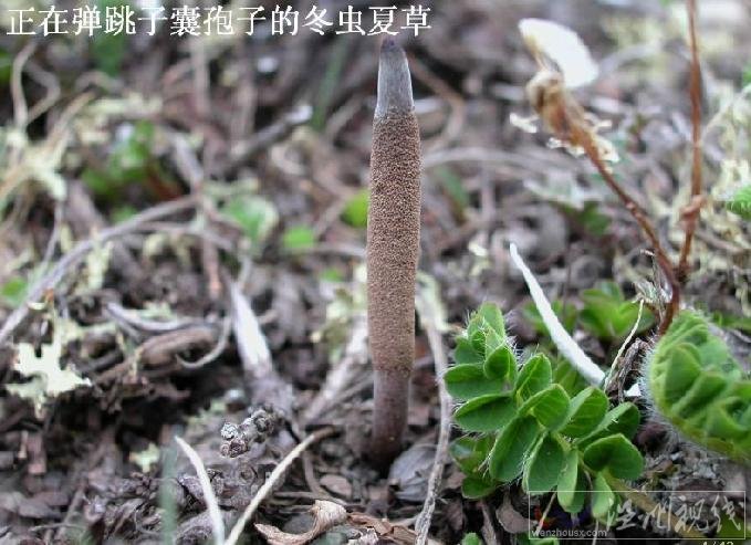 冬蟲夏草的形態(tài)