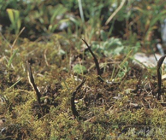 冬蟲夏草的形態(tài)