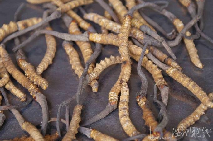 冬蟲夏草是什么