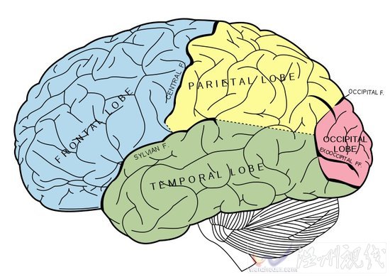 英研究機(jī)構(gòu):大腦衰老可能從45歲就已開始