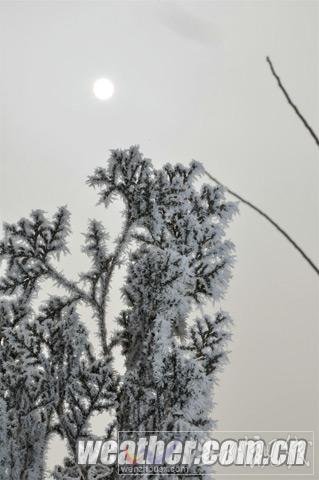 河北保定現(xiàn)霧凇美景(組圖)