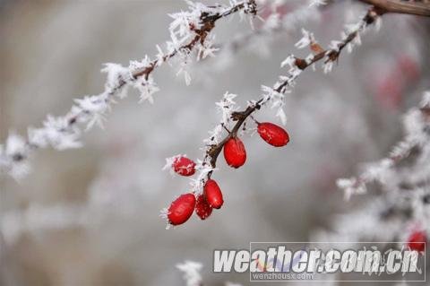 河北保定現(xiàn)霧凇美景(組圖)