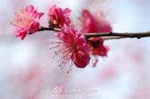 2012南京梅花節開幕 今年南京天氣持續低溫寡照梅花