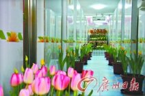 南沙百萬葵園郁金香化妝間 廣州南沙百萬葵園五星級