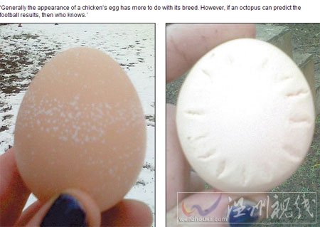 英國一母雞下蛋能預(yù)報(bào)天氣? 蛋殼花紋成“晴雨表”