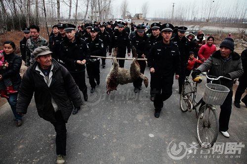 山東棗莊野狼咬人續(xù):當?shù)胤Q或不止一只狼(圖)
