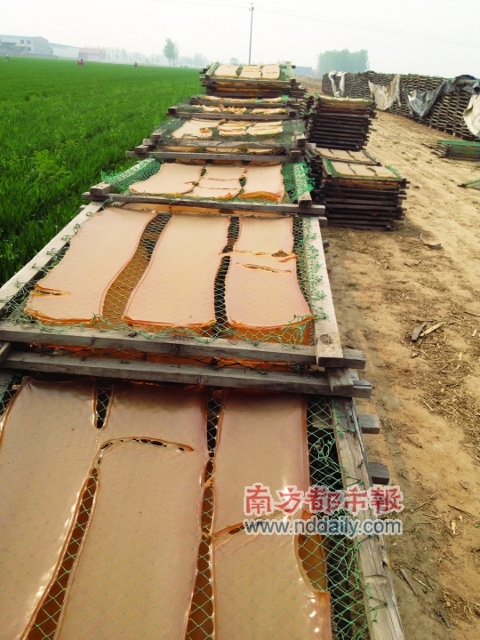 大片麥地被當地小作坊晾曬工業明膠的木架占據。