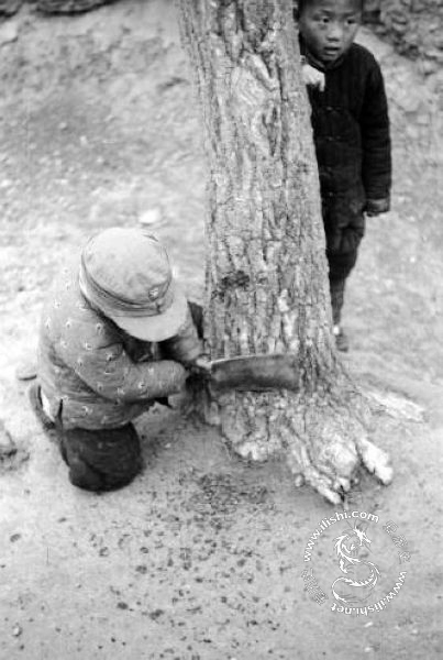 1942年河南大饑荒的真實場景