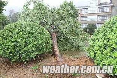 臺風海葵登陸臺州三門 臺州臺風海葵