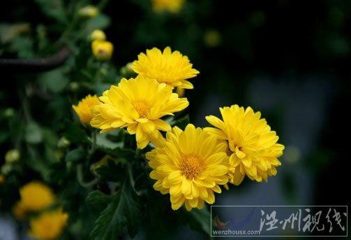 二十四節(jié)氣寒露