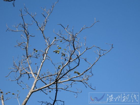 寒露滿枝枝不勝