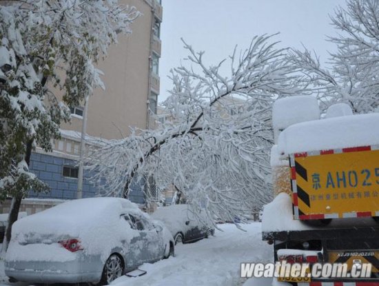 北京大雪 11月4日北京多地下大雪延慶佛爺頂降雪量最大51毫米