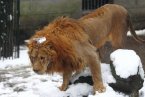 游客杭州動物園雪球砸獅子 杭州動物園的獅子不會玩
