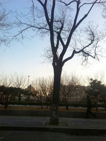 今夜北京南部有輕霧 明天晴轉(zhuǎn)多云風(fēng)小宜出行