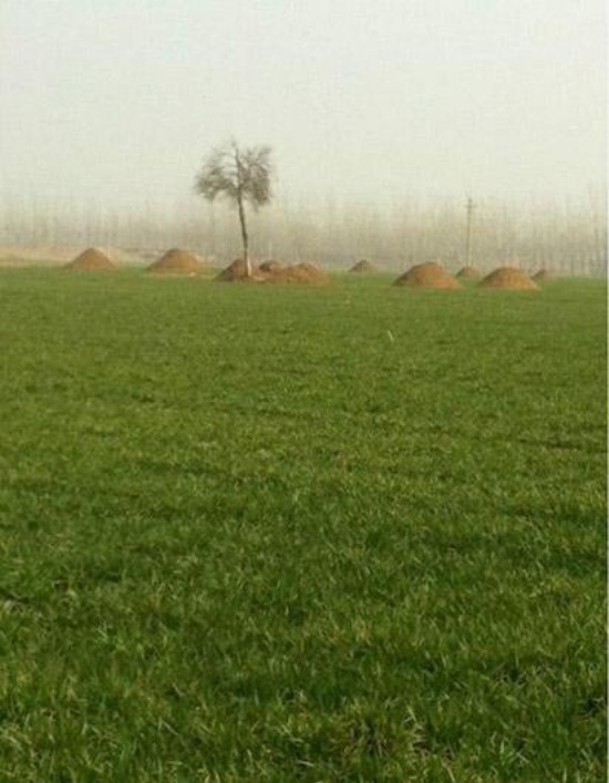 一夜恢復百萬墳墓