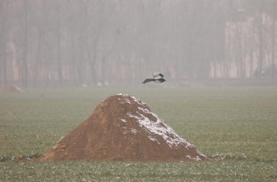 一夜恢復百萬墳墓