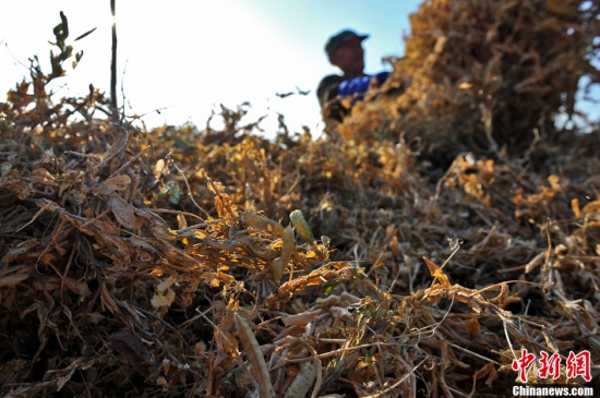 2013年云南旱情圖片